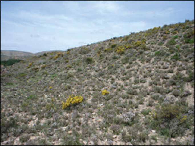 Type locality of C. aragonensis Tabell, sp. n. and C. forcipata Tabell, sp. n. in Teruel, Spain