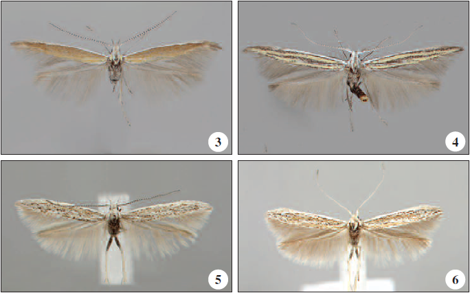 Adults: 3. C. septembra Tabell, sp. n., male paratype, Spain, Sierra Nevada. 4. C. tigris Tabell, sp. n., male paratype, Spain, Granada (Photos: Juha Tyllinen). 5. C. aragonensis Tabell, sp. n., holotype, Spain, Aragon. 6. C. forcipata Tabell, sp. n., holotype, Spain, Teruel