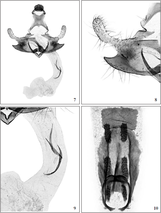 C. septembra Tabell, sp. n.: 7. Male genitalia, holotype (GP 4895 J. Tabell), Spain, Sierra Nevada. 8. Cucullus and sacculus enlarged. 9. Cornuti enlarged. (Photos: Reijo Siloaho). 10. Abdomen (Photo: Bo Wikström).