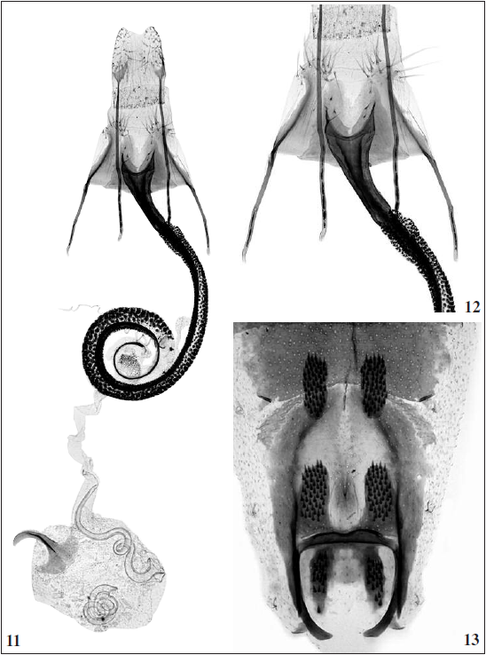 C. septembra Tabell, sp. n.: 11. Female genitalia, paratype (GP 4943 J. Tabell), Spain, Sierra Nevada. 12. Sterigma enlarged (Photos: Reijo Siloaho). 13. Abdomen (Photo: Bo Wikström).