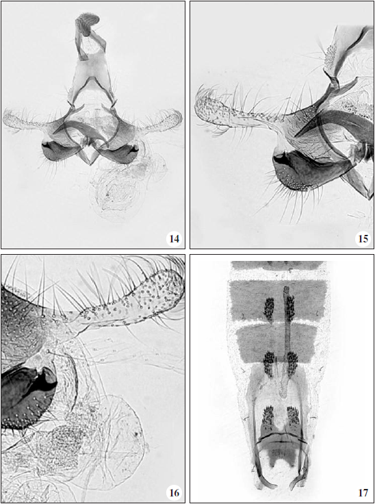C. tigris Tabell, sp. n.: 14. Male genitalia, paratype (GP 5218 J. Tabell), Spain, Granada. 15. Cucullus and sacculus enlarged. 16. Cornuti enlarged. 17. Abdomen (Photos: Pasi Sihvonen).