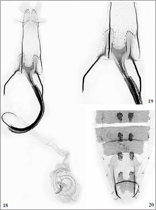 C. tigris Tabell, sp. n.: 18. Female genitalia, paratype (GP 5220 J. Tabell), Spain, Granada. 19. Sterigma enlarged. 20. Abdomen (Photos: Pasi Sihvonen).