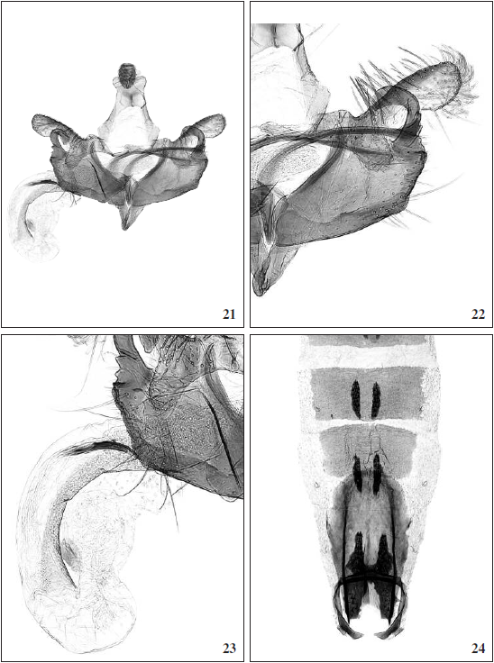 C. aragonensis Tabell, sp. n.: 21. Male genitalia, holotype (GP 4680 J. Tabell), Spain, Teruel). 22. Cucullus and sacculus enlarged. 23. Cornuti enlarged. 24. Abdomen (Photos: Reijo Siloaho).
