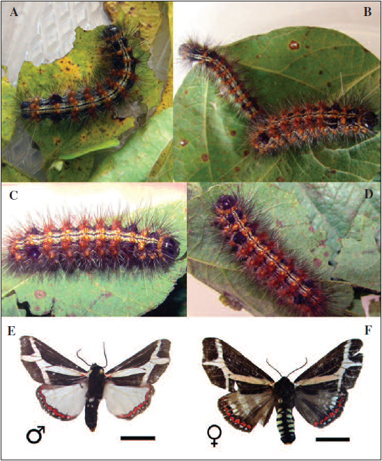 Photographs of D. sacrifica. A-D: Final larval stage feeding on soybean leaves. E: Adult male. F: adult female.
