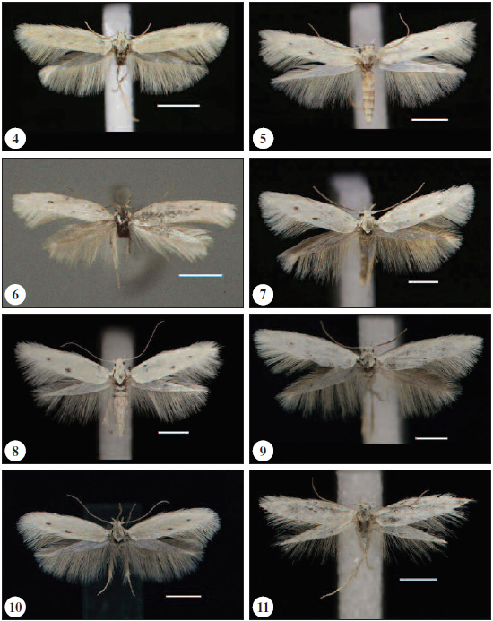 Adults of Elachista spp. 4.E. spumella Caradja, male (Russia, Volgograd distr.). 5.E. spumella Caradja, female (Russia, Altai Mts., Katun valley). 6.E. spumella Caradja, lectotype male (Russia, Uralsk). 7.E. deceptricula Staudinger, male (Turkey, prov. Konya, Aksehir). 8.E. deceptricula Staudinger, female (Turkey, Aksehir). 9.E. athroa Kaila, sp. n., holotype, male. 10.E. conferta Kaila, sp. n., holotype, male, 11.E. sagara Kaila, sp. n., holotype, male.