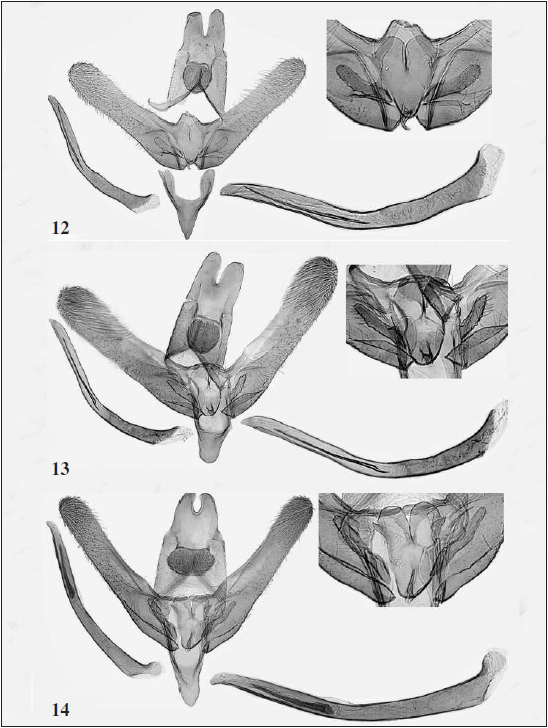 Male genitalia of Elachista spp. 12.E. spumella Caradja, lectotype male (Russia, Uralsk), U. Parenti prep. 708. 13.E. spumella Caradja, L. Kaila prep. 3123 (Russia, S. Ural). 14.E. deceptricula Staudinger, L. Kaila prep. 2485 (Turkey, prov. Konya, Aksehir).