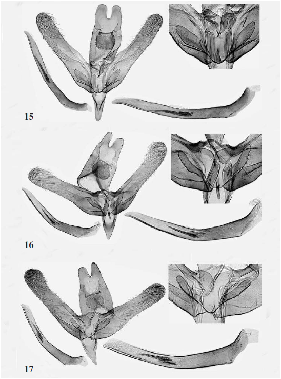 Male genitalia of Elachista spp. 15.E. athroa Kaila, sp. n., holotype, L. Kaila prep. 3022. 16.E. conferta Kaila, sp. n., holotype, L. Kaila prep. 6037. 17.E. conferta Kaila, sp. n., paratype, L. Kaila prep. 4673.