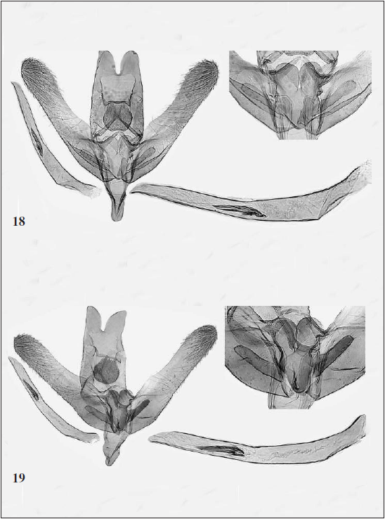 Male genitalia of Elachista sagara Kaila, sp. n. 18. Holotype, L. Kaila prep. 5192. 19. Paratype, L. Kaila prep. 5333.