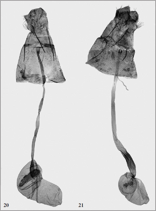 Female genitalia of Elachista spp. 20.E. spumella Caradja, L. Kaila prep. 6055 (Russia, Ulyanovsk), 21.E. deceptricula Staudinger, L. Kaila prep. 6053 (Greece, Kozani environs).