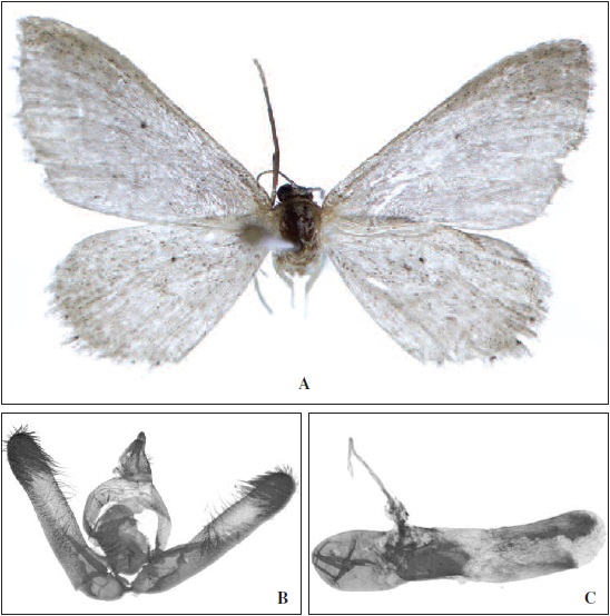 Idaea sylvestraria (Hübner, [1799]): 1A. Adulto; 1B. Andropigio; 1C. Aedeagus.