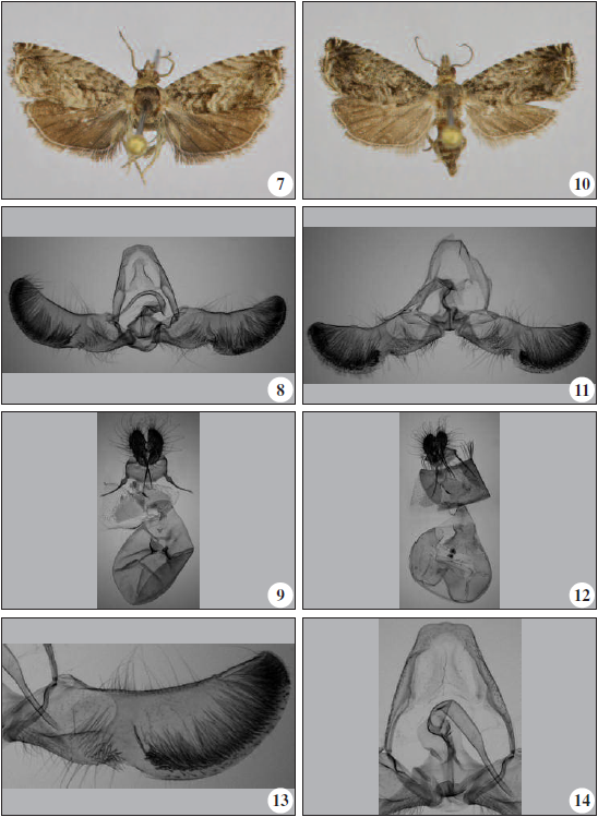 Cydia fagiglandana (Z.). 7. Adult, 8. Male genitalia, 9. Female genitalia. Cydia magnesiae Trematerra & Colacci, sp. n. 10. Adult, 11. Male genitalia, 12. Female genitalia, 13. Valva, 14. Tegumen and aedeagus.