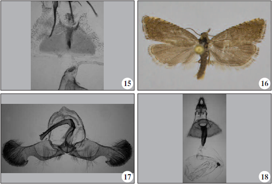 15. Female genitalia. Cydia magnesiae Trematerra & Colacci, sp. n. Particular view of subgenital sternite, postostial part of sterigma, cingulum, ductus seminalis and weak sclerite at base of ductus seminalis. 16-18. Dichrorampha inconspiqua (Danilevsky, 1948), 16. Adult, 17. Male genitalia, 18. Female genitalia.