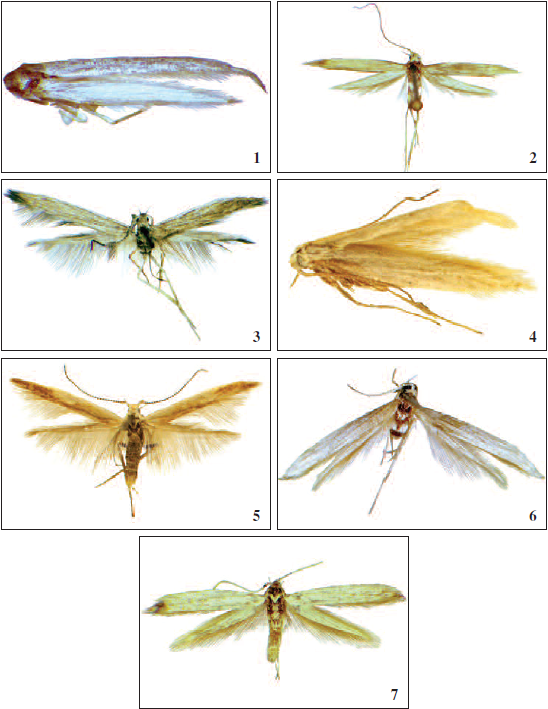 Adults: 1. Coleophora papalotontli van der Wolf, sp. n., holotype. 2. C. powelli van der Wolf, sp. n., holotype. 3. C. saltoella van der Wolf, sp. n., holotype. 4. C. tehuacanella van der Wolf, sp. n., paratype. 5. C. coahuila van der Wolf, sp. n., holotype. 6. C. popoloca van der Wolf, sp. n., holotype. 7. C. bajacalsur van der Wolf, sp. n., holotype.