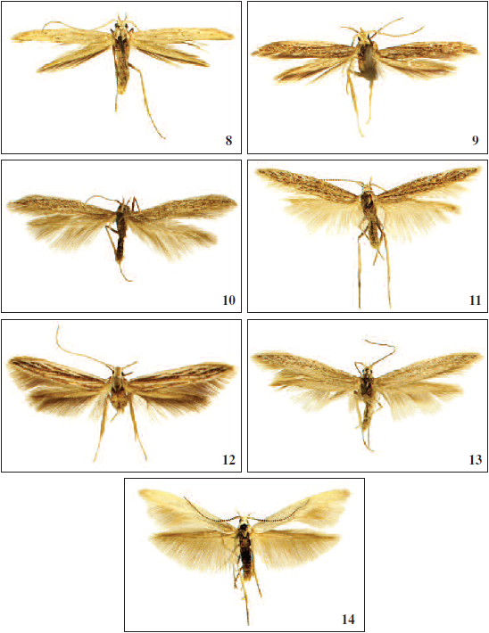 Adults: 8. C. penicillata van der Wolf, sp. n., paratype. 9. Coleophora pueblana van der Wolf, sp. n., paratype. 10. C. catavinae van der Wolf, sp. n., paratype. 11. C. puntaprietae van der Wolf, sp. n., holotype. 12. C. yagul van der Wolf, sp. n., holotype. 13. C. bajacaliforniae van der Wolf, sp. n., holotype. 14. C. iztac van der Wolf, sp. n., holotype.