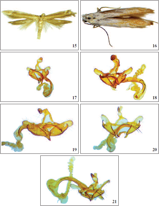 Adults: 15. C. incerta van der Wolf, sp. n., holotype. 16. C. mexicacopa van der Wolf, sp. n., holotype. Male genitalia: 17. Coleophora papalotontli van der Wolf, sp. n., holotype. 18. C. powelli van der Wolf, sp. n., paratype. 19. C. saltoella van der Wolf, sp. n., paratype. 20. C. tehuacanella van der Wolf, sp. n., paratype.