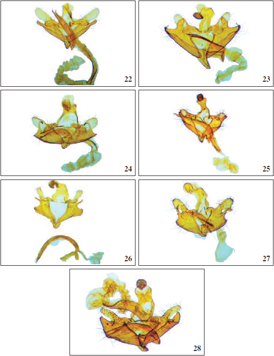 Male genitalia: 21. C. coahuila van der Wolf, sp. n., holotype. 22. C. popoloca van der Wolf, sp. n., holotype. 23. C. bajacalsur van der Wolf, sp. n., holotype. 24. C. penicillata van der Wolf, sp. n., holotype. 25. Coleophora pueblana van der Wolf, sp. n., holotype. 26. C. catavinae van der Wolf, sp. n., holotype. 27. C. puntaprietae van der Wolf, sp. n., holotype. 28. C. yagul van der Wolf, sp. n., holotype.