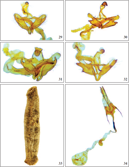 Male genitalia: 29. C. bajacaliforniae van der Wolf, sp. n., holotype. 30. C. iztac van der Wolf, sp. n., holotype. 31. C. incerta van der Wolf, sp. n., holotype. 32. C. mexicacopa van der Wolf, sp. n., holotype. Larval case; female genitalia: 33. Larval case of Coleophora yagul van der Wolf, sp. n. 34. Female genitalia of Coleophora mexicana Landry, 1994.