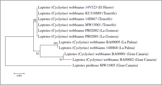 Molecular Phylogenetic analysis of cytochrome c oxidase I sequences of Leptotes (Cyclyrius) webbianus by the Maximum Likelihood method.