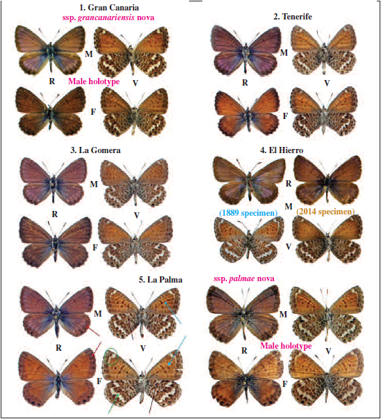 Leptotes (Cyclyrius) webbianus grancanariensis ssp. n. Male holotype R/V (first row) and female pa- ratype R/V (second row): Gran Canaria, Cruz de Tejeda, 1450 m, 8-VII-1983, L. Manil leg. 2. Leptotes (Cyclyrius) webbianus webbianus from Tenerife. Male R/V (first row): Las Cañadas, 2300 m, 13-VII-1983, and female R/V (second row): Taganana, 20 m, 17-XII-1981. L. Manil leg. 3. Leptotes (Cyclyrius) webbianus webbianus from La Gomera. Male R/V (first row): Chipude, 1200 m, 21-VII-1983 and female R/V (second row): Las Rosas, 600 m, 20-VII-1983. L. Manil leg. (Photos L. Manil). 4. Leptotes (Cyclyrius) webbianus from El Hierro. Left: male R/V: El Hierro: Montaña Tenezedra, 700 m, 29-VIII-1889, Simony leg., in coll. NHMW (Photos M. Wiemers). Right: male R/V: El Hierro: El Lunchón, 22-VII-2014, X. Mérit leg. (Photos L. Manil); Leptotes (Cyclyrius) webbianus palmae ssp. n. The 4 pictures on the left: Male paratype R/V (first row) and female paratype R/V (second row). Los Tilos, La Palma, 26.VII.1983, L. Manil leg. (Photos L. Manil). The 4 pictures on the right: Male holotype (first row) and female allotype (second row) (San Andrés y Los Sauces, Los Tilos, LP105, 370 m, 1-VIII-2014. X. Mérit leg. (Photos L. Manil). M: Male. F: female. R: recto (upperside). V: verso (underside).