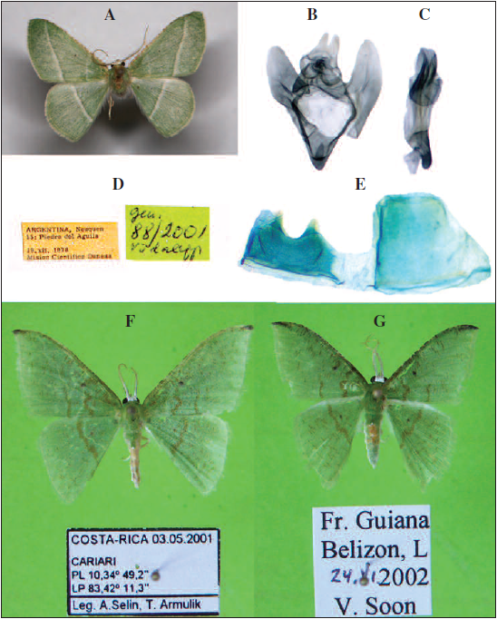 A. Adult of Tachyphyle nielseni Lindt & Viidalepp, sp. n. (male, paratype). B. Male genitalia of T. nielseni Lindt & Viidalepp, sp. n. (paratype). C. Aedeagus of T. nielseni Lindt & Viidalepp, sp. n. (paratype). D. Labels of the paratype of T. nielseni. E. Last abdominal sternite and tergite of male T. nielseni Lindt & Viidalepp, sp. n. (paratype). F. Adult of Tachyphyle selini Lindt & Viidalepp, sp. n. (male, holotype). G. Adult of T. undilineata Warren.