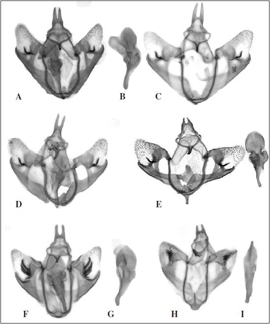 A. Male genital armature of Tachyphyle selini Lindt & Viidalepp, sp. n. (paratype from Costa Rica) (aedeagus not ectracted). B. Aedeagus of T. selini Lindt & Viidalepp, sp. n. (paratype from Costa Rica). C. Male genital armature of T. selini Lindt & Viidalepp, sp. n. (paratype from Costa Rica). D. Male genital armature of T. selini Lindt & Viidalepp, sp. n. (paratype from Ecuador) (aedfeagus not extracted). E. Male genital armature of T. selini Lindt & Viidalepp, sp. n. (paratype from Ecuador) (with aedeagus extracted). F. Male genital armature of Tachyphyle undilineata Warren (from French Guiana) (aedeagus not extracted). G. Aedeagus of T. undilineata Warren from Ecuador. H. Male genital armature of T. occulta Warren (from Nicaragua). I. Aedeagus of T. occulta Warren (from Nicaragua).