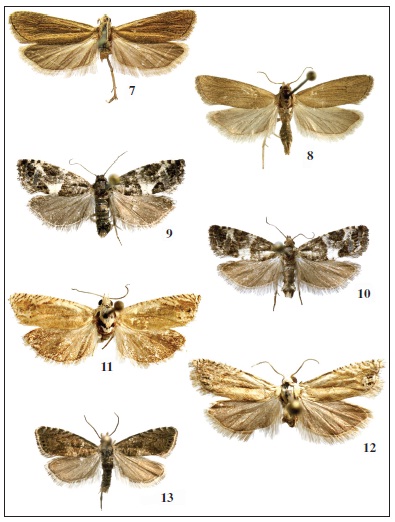 Imago: 7. Bactra simpliciana Chr&eacute;tien, 1915 ♂. 8. Bactra simpliciana Chr&eacute;tien, 1915 ♀. 9.Spilonota gallinerana Sumpich, 2011 ♂. 10. Spilonota gallinerana Sumpich, 2011 ♀. 11. Eucosma albarracinaHartig, 1941 ♀. 12. Eucosma albarracina Hartig, 1941 ♂. 13. Dichrorampha agilana (Tengstr&ouml;m, 1848) ♂.