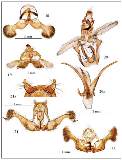 Genitalia: 18. Dichrorampha agilana (Tengstr&ouml;m, 1848), prep. genit. 6126JG. 19. Bactrasimpliciana Chr&eacute;tien, 1915, prep. genit. 6287JG. 20. Dichomeris limosellus (Schl&auml;ger, 1849), prep. genit.6324JG. 20a. Idem, aedeagus del mismo. 21. Spilonota gallinerana Sumpich, 2011, prep. genit. 6330JG. 21a.Idem, detalle de socii. 22. Eucosma albarracina Hartig, 1941, prep. genit. 6155JG.