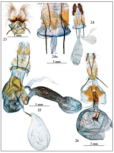 Genitalia: 23. Oporopsamma dunaria Sumpich, 2011, prep. genit. 6142JG. 24. Bactrasimpliciana Chr&eacute;tien, 1915, prep. genit. 6285JG. 24a. Idem, detalle del ostium. 25. Dichomeris ustalella(Fabricius, 1794), prep. genit. 6325JG. 26. Eucosma albarracina Hartig, 1941, prep. genit. 6221JG.