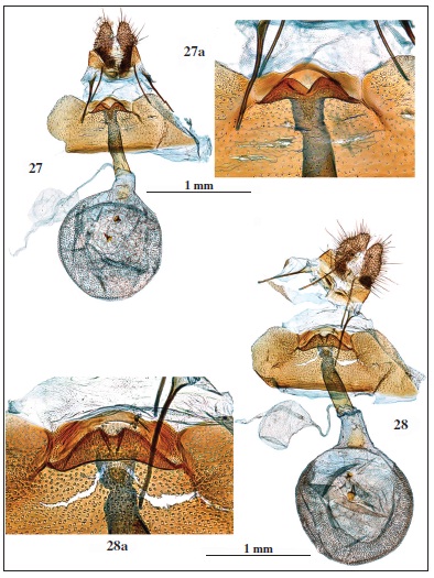 Genitalia: 27. Spilonota gallinerana Sumpich, 2011, prep. genit. 6329JG. 27a. Idem, detalledel ostium. 28. Spilonota ocellana ([Denis & Schifferm&uuml;ller], 1775), prep. genit. 6331JG. 28a. Idem, detalle delostium.