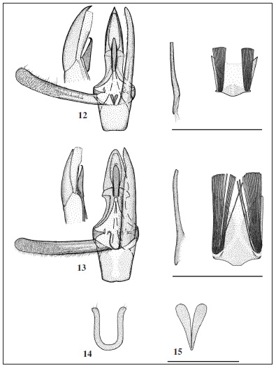 Male genitalia. 12. Ancylosis triangulicosta Tsvetkov, sp. n. (scale 1 mm); 13. Ancylosismangistauensis Tsvetkov, sp. n. (scale 1 mm); 14. anellus of Ancylosis hecestella Roesler (after ROESLER,1973); 15. anellus of Ancylosis triangulicosta Tsvetkov, sp. n. (scale 0,2 mm).