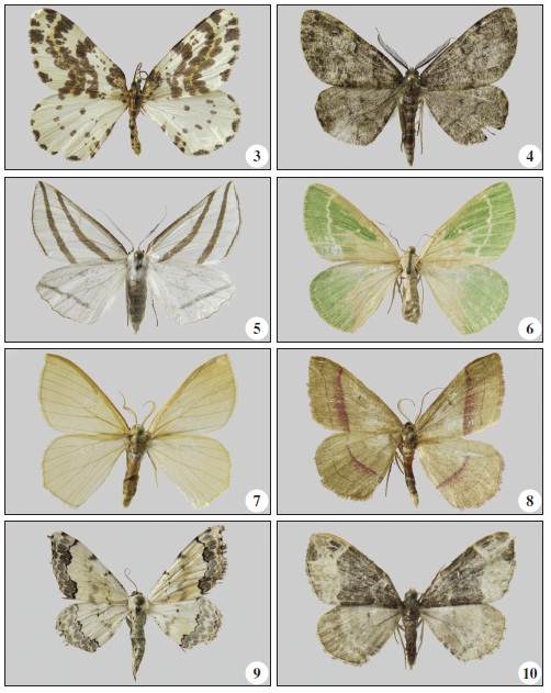 Geometridae, adult specimens from Tigirek Reserve: 3. Abraxas grossulariata (Linnaeus,1758); 4. Deileptenia ribeata (Clerck, 1759); 5. Megaspilates mundataria (Stoll, 1782); 6. Thetidiasmaragdaria (Fabricius, 1787); 7. Hemistola chrysoprasaria (Esper, 1795); 8. Rhodostrophia vibicaria(Clerck, 1759); 9. Scopula decorata (Denis & Schifferm&uuml;ller, 1775); 10. Ecliptopera capitata (Herrich-Sch&auml;ffer, 1839).