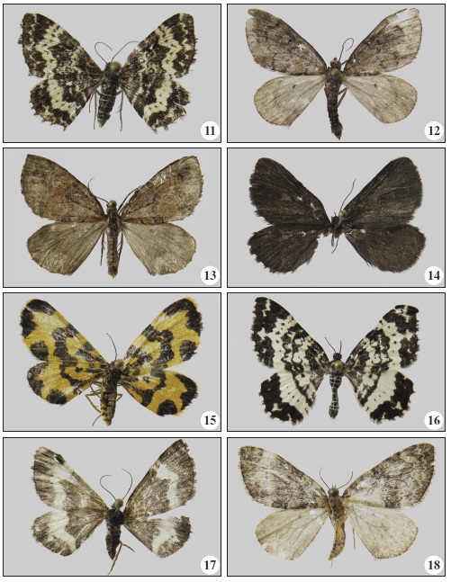11. Epirrhoe hastulata (H&uuml;bner, 1790). 12. Heterothera taigana (Djakonov, 1926); 13.Hydriomena furcata (Th&uuml;nberg, 1784); 14. Odezia atrata (Linnaeus, 1758); 15. Polythrena coloraria (Herrich-Sch&auml;ffer, 1855); 16. Rheumaptera hastata (Linnaeus, 1758); 17. Spargania luctuata (Denis & Schifferm&uuml;ller,1775); 18. Thera variata (Denis & Schifferm&uuml;ller, 1775).