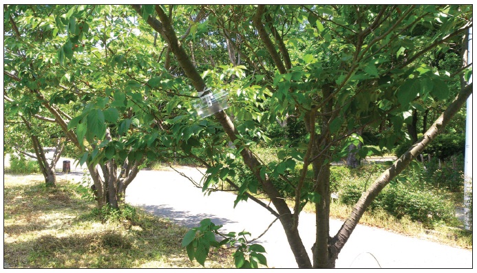 Delta trap with attractant EFETOV-S-2 (Campus, 2016) (Photo: C. Koshio).