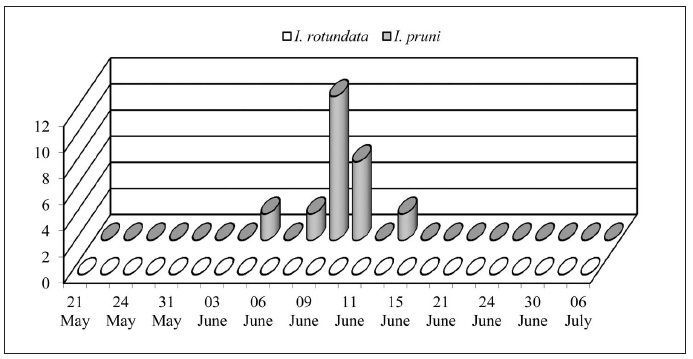 Seasonal flight of I. (P.) pruni males established by traps with EFETOV-S-2 in Naruto, Tokushima,2016. No one I. (P.) rotundata male was attracted. Illiberis males were absent in the control traps in all sites.