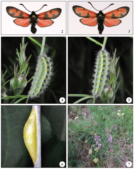 2. Holotype male of Z. sedi cimmerica Efetov, subsp. nov. Photo K. A. Efetov. 3. Paratype femaleof Z. sedi cimmerica Efetov, subsp. nov. Photo K. A. Efetov. 4-5.– Fully grown larva of Z. sedi cimmericaEfetov, subsp. nov. Crimea, N of Sudak. Photo K. A. Efetov. 4. Lateral view. 5. Dorso-lateral view. 6. Cocoonof Z. sedi cimmerica Efetov, subsp. nov. Crimea, N of Sudak. Photo K. A. Efetov. 7. Vicia tenuifolia Roth,larval host-plant of Z. sedi cimmerica Efetov, subsp. nov. Crimea, N of Sudak. Photo K. A. Efetov.