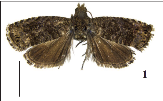 Adults of Parapammene spp. 1.P. hainana Lu & Li, sp. n., holotype, ♂