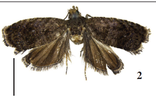 P. ventextensa Lu & Li, sp. n., holotype, ♂