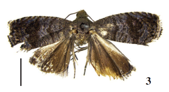 P. equilata Lu & Li, sp. n., holotype, ♂. (scales = 2.0 mm).