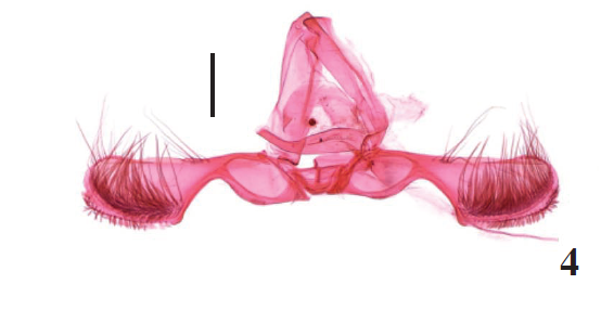 Male genitalia and abdomen of Parapammene spp. 4-6. Male genitalia: 4.P. hainana Lu & Li, sp. n., paratype, slide no. LSH15513