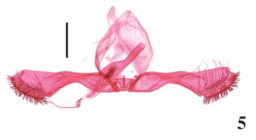 P. ventextensa Lu & Li, sp. n., paratype, slide no. LSH15527