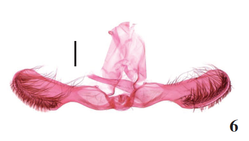 P. equilata Lu & Li, sp. n., holotype, slide no. LSH15534