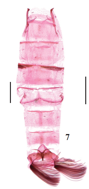 Abdomens: 7.P. hainana Lu & Li, sp. n., paratype, slide no. LSH15513