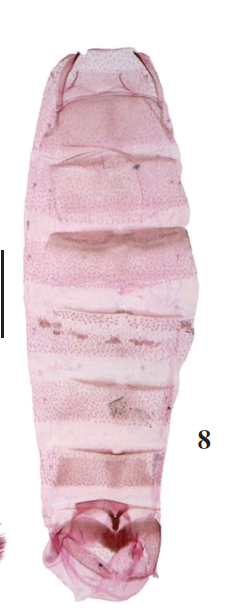 P. ventextensa Lu & Li, sp. n., paratype, slide no. LSH15527