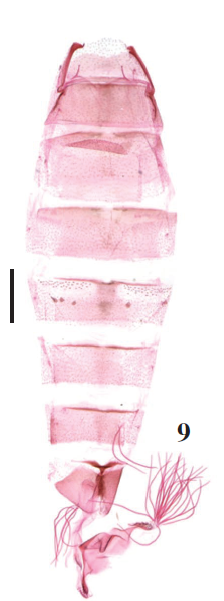 P. equilata Lu & Li, sp. n., holotype, slide no. LSH15534. (scales 4-6 = 0.2 mm, 7-9 = 0.5 mm).