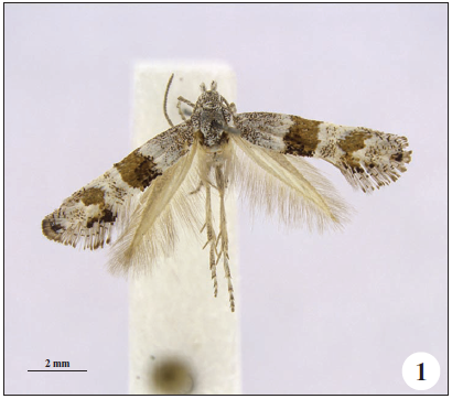 Adults: 1.Tinagma fasciatum Gaedike, sp. n.