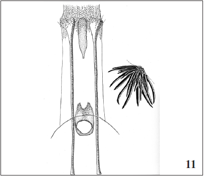 Tinagma mikkolai Gaedike, sp. n., paratype.