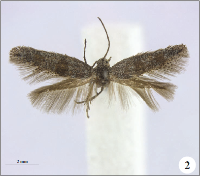 Tinagma mikkolai Gaedike, sp. n., holotype