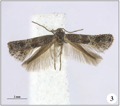 Tinagma jalavai Gaedike, sp. n., holotype
