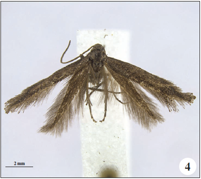 Tinagma kullbergi Gaedike, sp. n., holotype