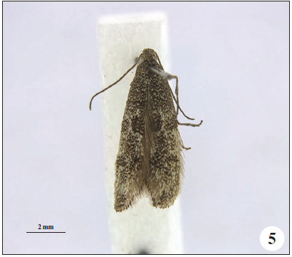 Tinagma caucasicum Gaedike, sp. n., paratype.